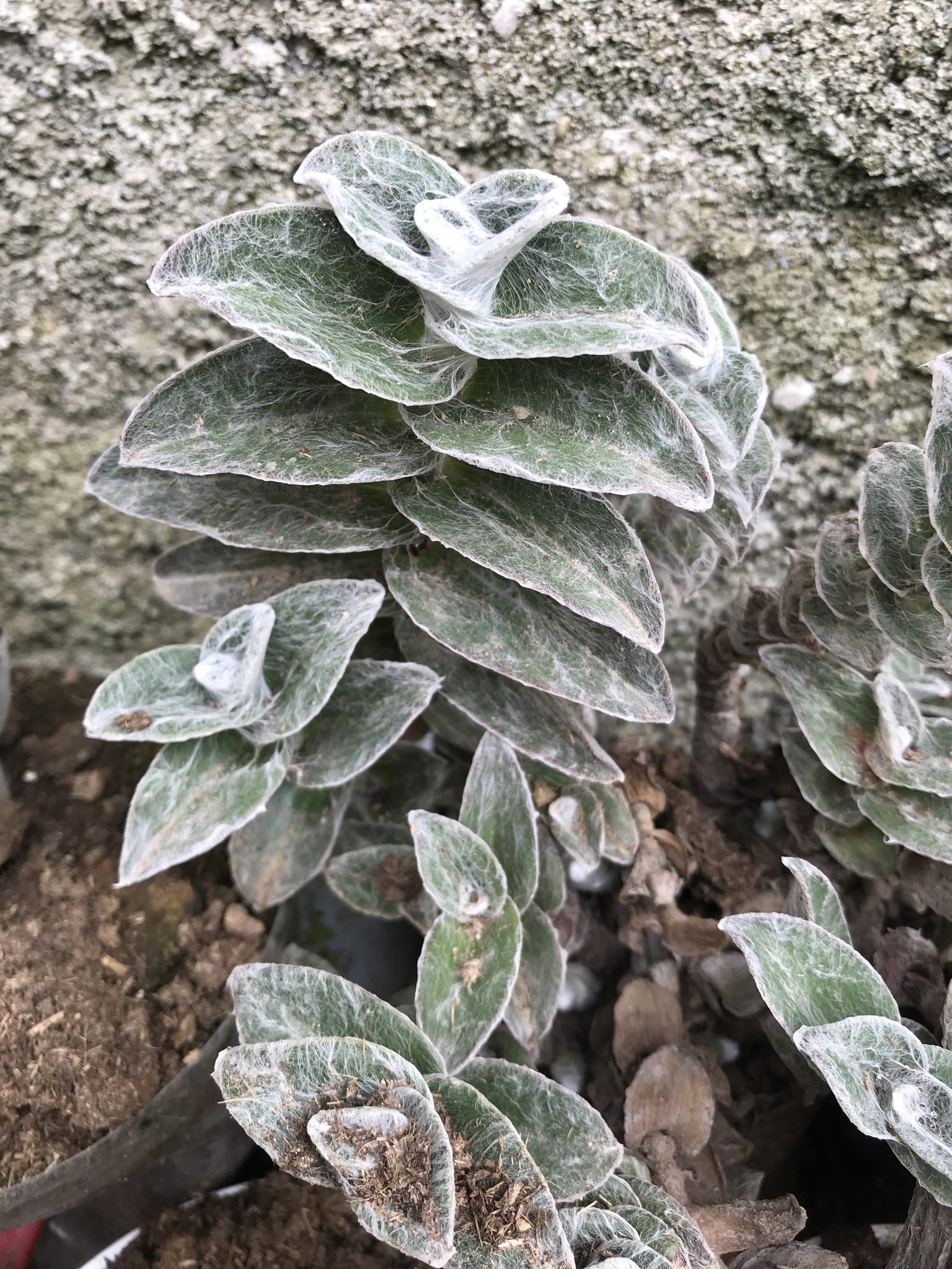 Tradescantia sillamontana